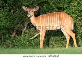 nyala antelope